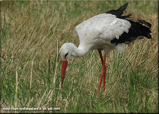 Hvid stork Søgaard Mose Sydlangeland