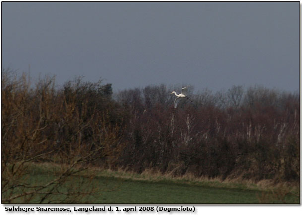 Sølvhejre lander ved Snaremosen, Langeland (dogmefoto)