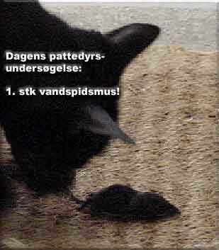Katten Boris leverer dagens melding til pattedyrundersøgelsen. 1 stk vandspidsmus, Svendborg