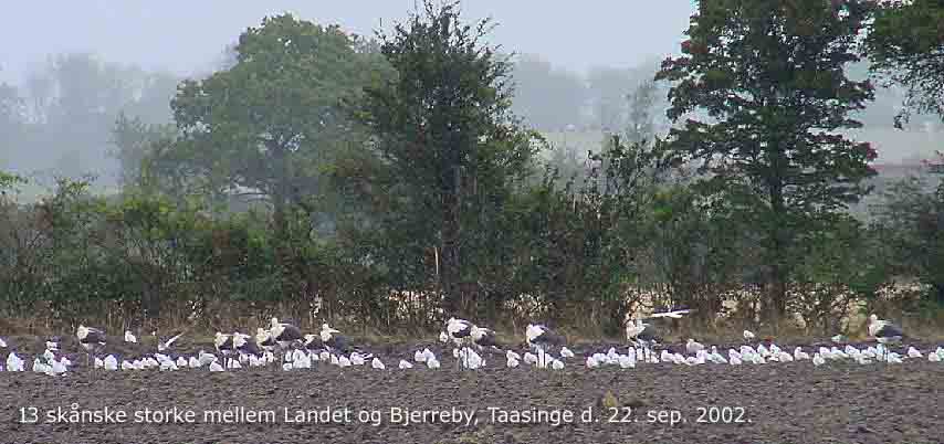 De sknske storke p marken st for vejen mellem Bjerreby og Lundby, Taasinge den 22. september 2002. kl 15:15