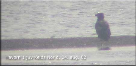 Ung havørn ved Kelds Nor den 24. august. Foto taget fra Buns Banke