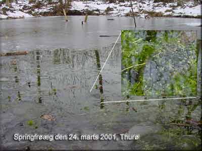 Vandhul ved Spejderhytterne, sterskov Thur Rev den 24. marts 2001.