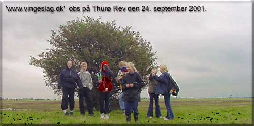 På obs på Thurø rev den 24. september 2001 i forbindelse med undervisningsprojektet www.vingeslag.dk.