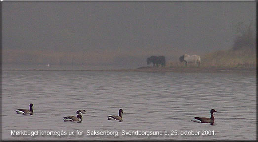 En lille familie af mrkbuget knortegs ud for Saksenborg, Svendborgsund den 25. oktober 2001.