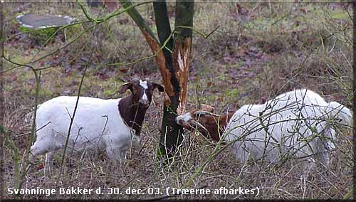 Træerne i Svanninge Bakker ødelægges af geder og får!