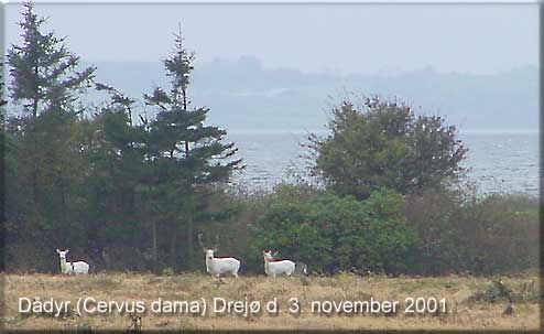 Lyse variationer af dådyr på Drejø den 3. november 2001