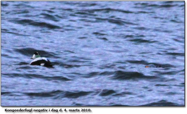 Foto fra den 3. marts 2010 - Kongeederfuglen blev eftersøgt i dag, men ikke fundet!