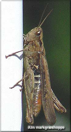 Almindelig Markgræshoppe (Chorthippus brunneus) fra terrassen