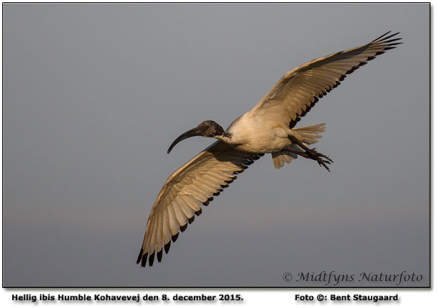 Hellig ibis Foto: Bent Staugaard