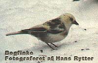 Billederne er taget den 6/12 1998, i haven til en gård beliggende på Sortemosevej 9, Lakkendrup, 5892 Gudbjerg Sydfyn. Fuglen blev observeret på samme sted sidste vinter - var væk hele sommeren - og blev så observeret igen i dagene omkring den 6/12. Foto Hans Rytter (12kb)