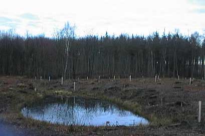 Skovhullet med Springfrø og Lille vandsalamander.