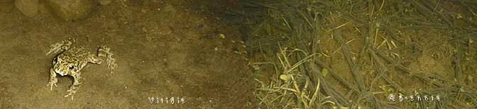 Bufo viridis (Grønbroget tudse) + æg, Monnet, Tåsinge den 26. april (20kb) Natur-Data-foto :-)
