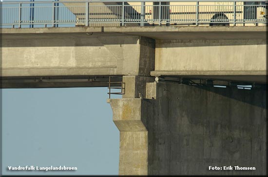 Her sidder vandrefalken ofte på Langelandsbroen.             Foto: Erik Thomsen