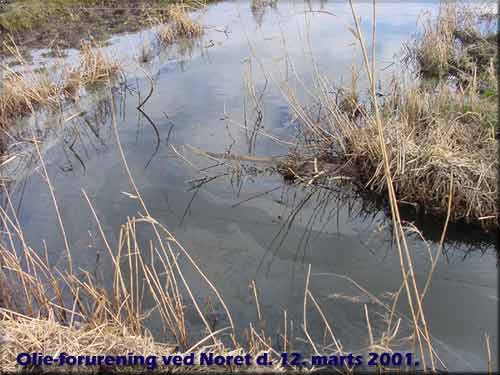 Olieforurening i kanalerne ved Noret d. 12. marts 2001.