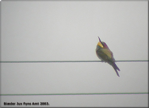 Biæder ungfugle fra Fyn 2003.