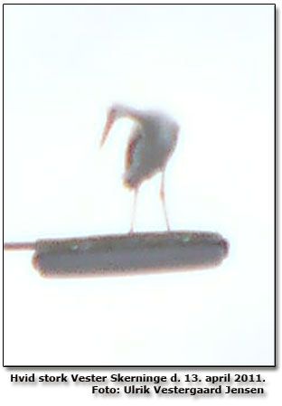 Dokumentationsfoto af den Hvide stork ved Vester Skerninge børnehave. Billedet er taget på mobiltelefon af Ulrik Vestergaard Jense