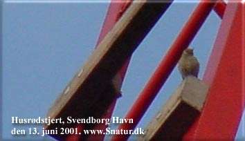 Husrødstjert har sangpost på havnens kran. Svendborg Havn kl 7:30. EE-foto.