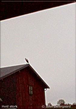 Storkens overnatningsplads i Bøsøre. Foto. BalongJohn