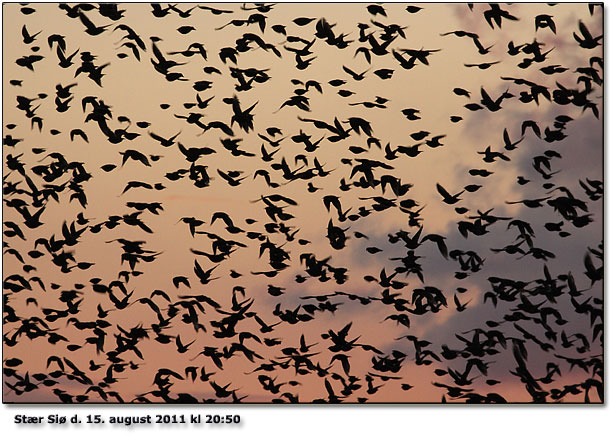 5000 stære flyver til overnatning på Siø