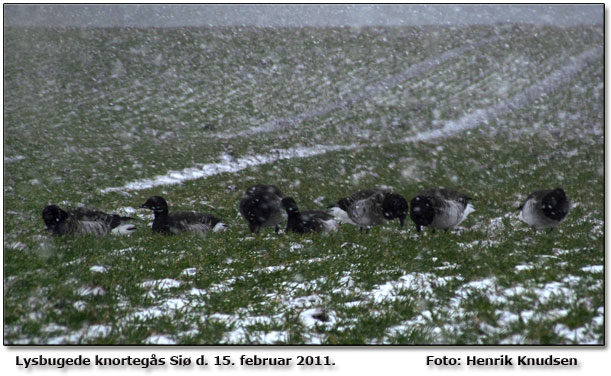 I dag først på eftermiddagen var de Lysbugede Knortegæs tilbage på Siø, der er nu kun 10 fugle tilbage, der mangler en ungfugl. Foto og tekst Henrik Knudsen