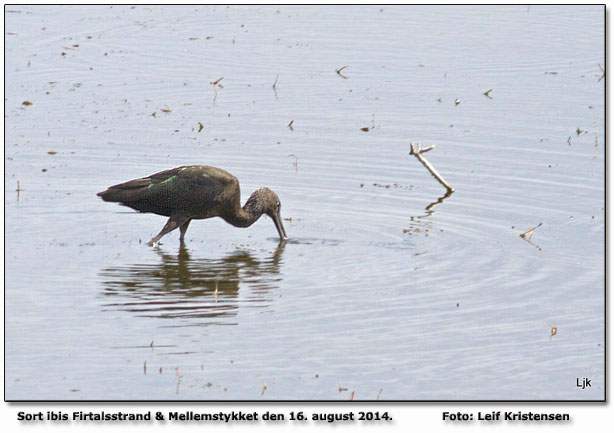 Sort ibis         Foto: Leif Kristensen