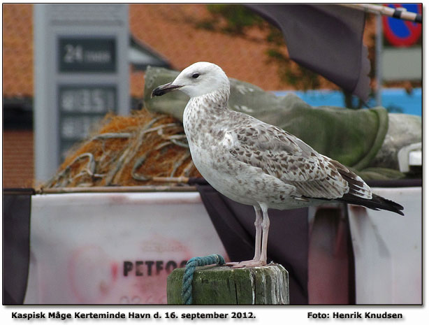 Kaspisk Måge fra Kerteminde Havn Foto: Henrik Knudsen