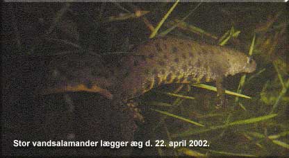 Stor vandsalamander lgger g den 22. april 2002