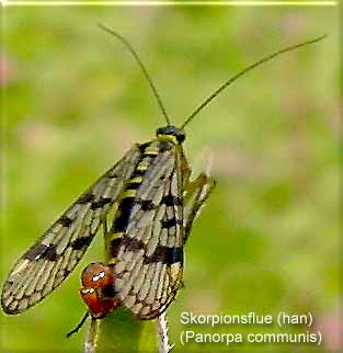 Den almindelige skorpionsflue (bagkroppen ligner skorpionens, men den stikker ikke) er visse steder almindelig på buske og urter, således også på Sydfyn.