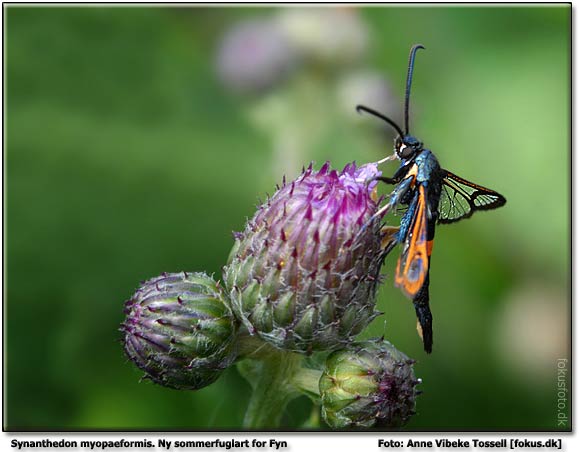 Red-belted Clearwing  Copyright 2006 © Anne Vibeke Tossell 