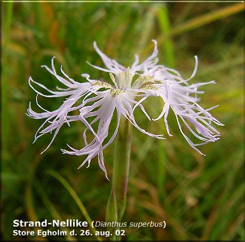 Strandnellike (Dianthus superbus) Sjælden på øerne sjælden i N.& Ø.Jyll ej i øvrige DK