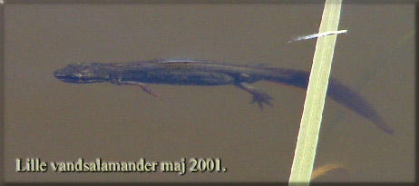 Lille vandsalamander fra Ryttervej, Svendborg maj 2001.