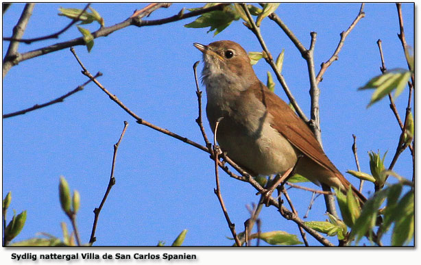 Sydlig nattergal fra Villa de San Carlos - altså ikke Jacobs ;-) Klik på fuglen og hør stemmen af nattergalen fra Gulstav/Keldsnor