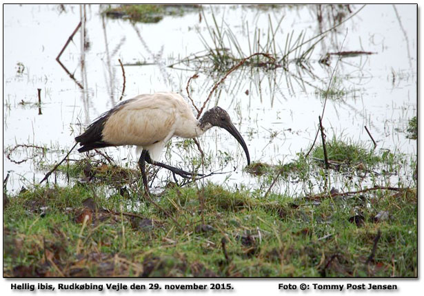Hellig ibis Foto: Tommy Post Jensen