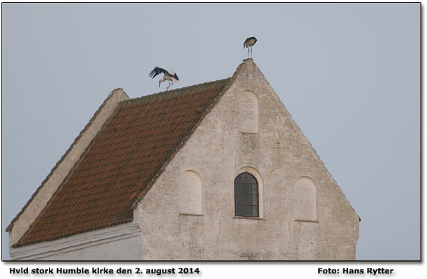 To storke på kirken - næsten som gamle dage Foto Hans Rytter
