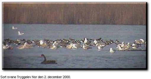 Sort svane og viber, Tryggelev den 2. december 2000. EE-foto