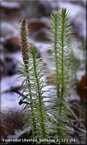 Femradet ulvefod (Lycopodium annotinum)