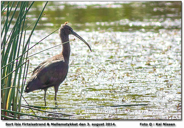 Sort ibis Foto: Kai Nissen