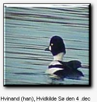 Hvinand, Hvidkilde Sø den 4. dec. 2000. EE-foto