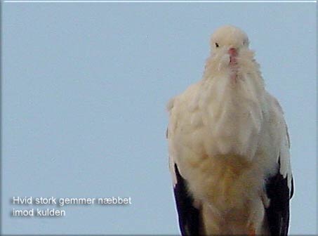 Storke gemmer næbbet for at holde varmen. Alsace stork!