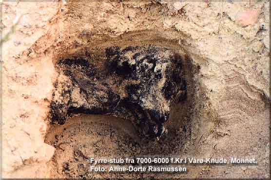 En 8000-9000 års gammel fyrrestub, der er fra 7000-6000 f.Kr, Foto: Anne-Dorte Rasmussen