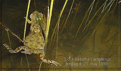 Klokkefrø-hanner på østfyn den 21.  maj 1999 (16kb) EE©foto.