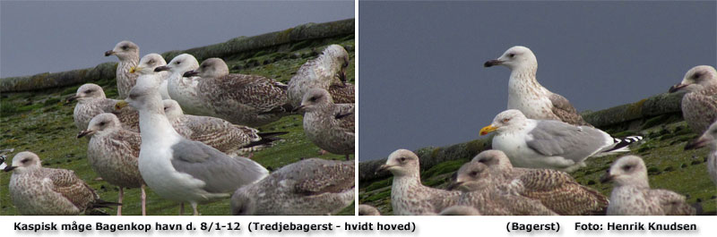 Se efter den Kaspiske måge. På det venstre foto står den som nummer 3 fra tagets gavl og på det højre foto er den den bagerste. Foto: Henrik Knudsen