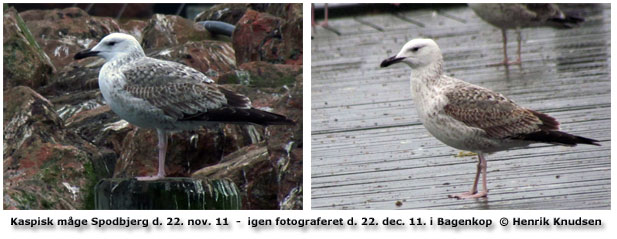 Samme Kaspiske fotograferet med en måneds mellemrum ved Spodsbjerg og sidst ved Bagenkop. Foto: Henrik Knudsen 